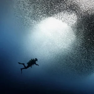 Sardine with Diver by Gary Tyson