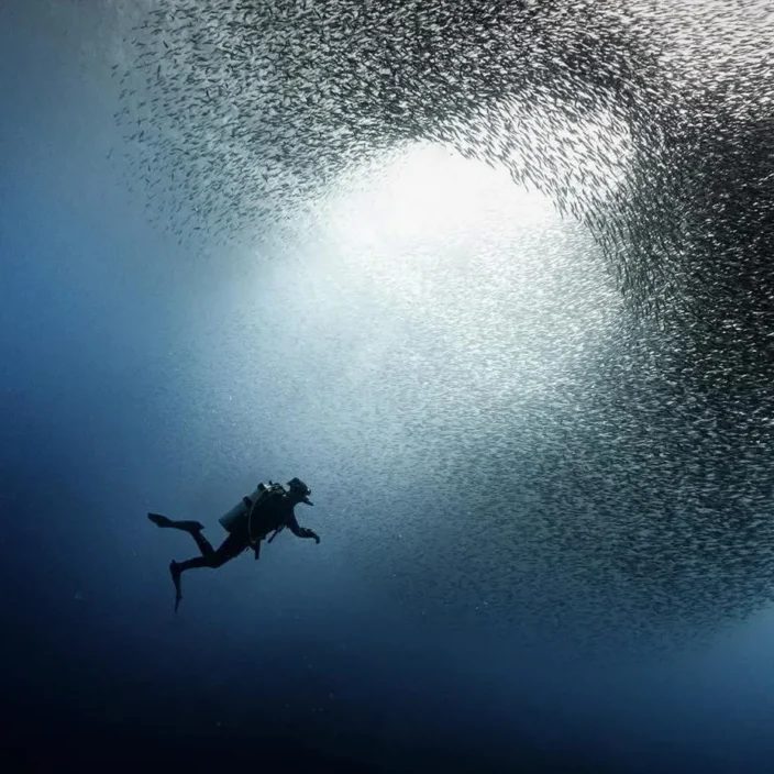 Sardine with Diver by Gary Tyson