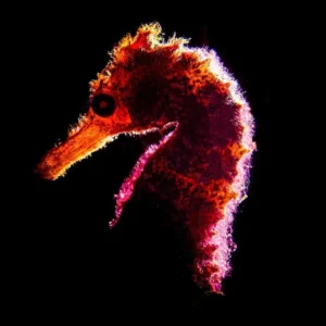 Backlit Seahorse by Gary Tyson