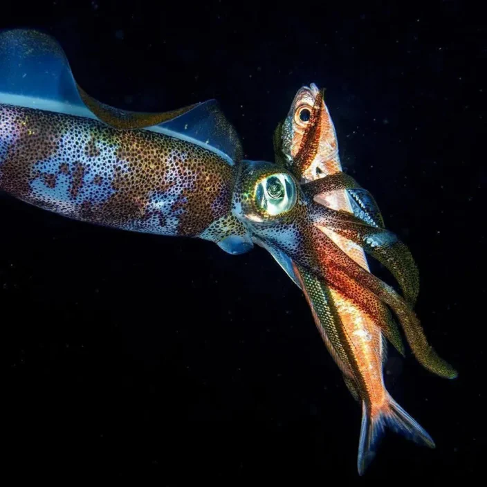 Squid hunting Blackwater by Gary Tyson