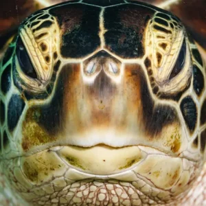 Hawksbill Turtle Face by Gary Tyson