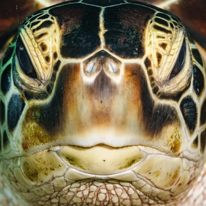 Hawksbill Turtle Face by Gary Tyson