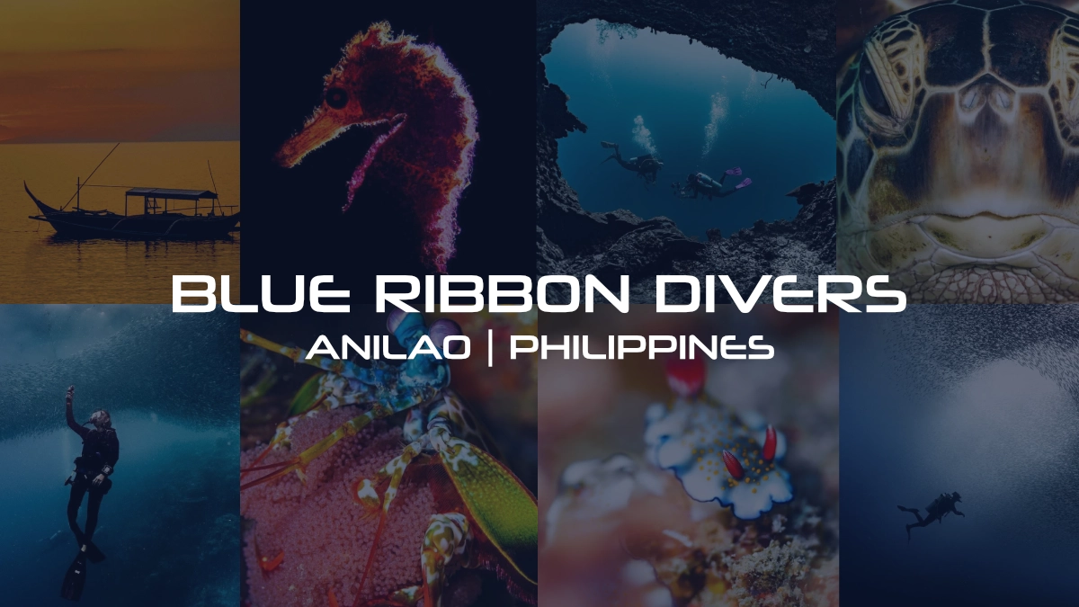 DESIGN-R Widget Showcase - BLUE RIBBON DIVERS