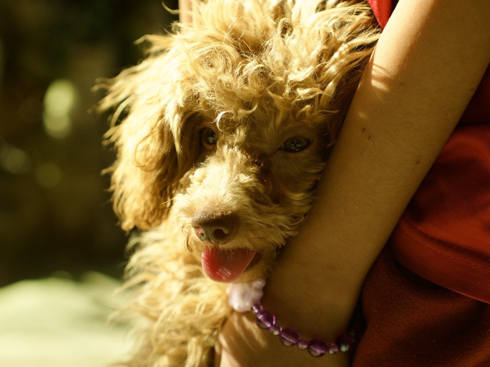 Moana the toy poodle — Rhianna's dog and crystal hunting companion