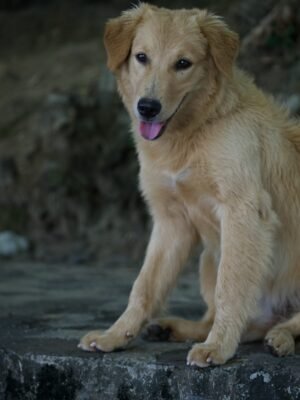 Popo the Labrador — the resort's beloved beach dog