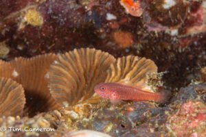 Flame Goby (Trimma macrophthalmus) or Pale Dwarfgoby (Trimma anaima) at Anilao. Photo: Tim Cameron