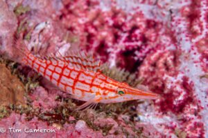 Longnose Hawkfish (Oxycirrhites typus) at Anilao. Photo: Tim Cameron