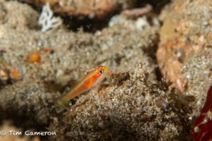 Pale Dwarfgoby Trimma anaima or Flame Goby Trimma macrophthalmus in Anilao by Tim Cameron