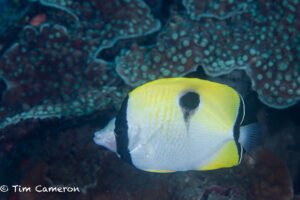 Teardrop Butterflyfish Chaetodon unimaculatus at Sombrero Anilao by Tim Cameron